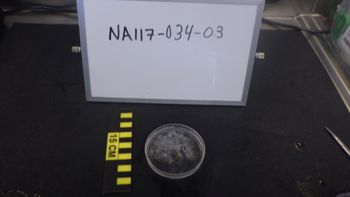 Media type: image;   Invertebrate Zoology 153512 Description: live specimen;